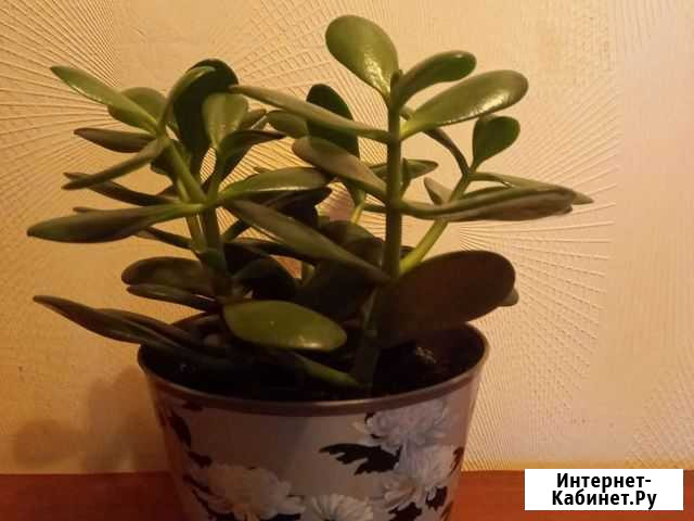 Денежное дерево.Толстянка,пять расточков Санкт-Петербург - изображение 1