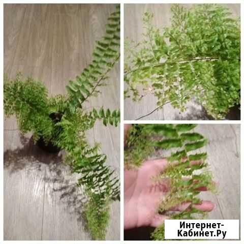 Антуриум Шелехов - изображение 1