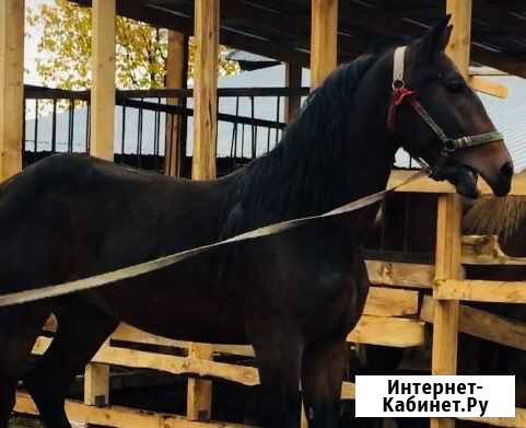 Орловский рысак Нижний Новгород - изображение 1