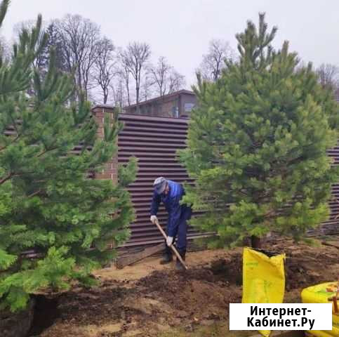 Сосна норвежская опт Янино-1 - изображение 1