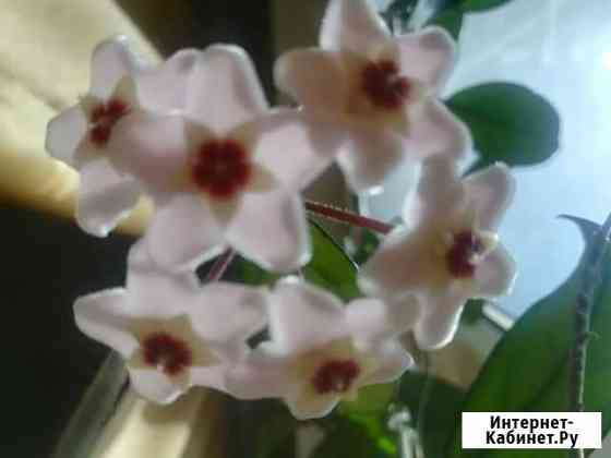 Хойя Красноярск