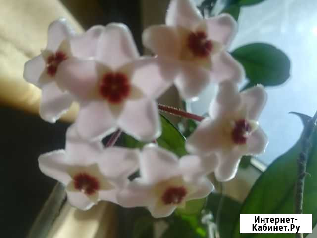 Хойя Красноярск - изображение 1