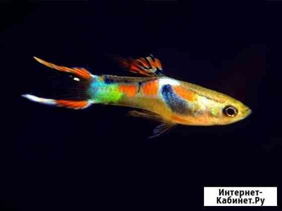 Эндлеры Венесуэлла Казань