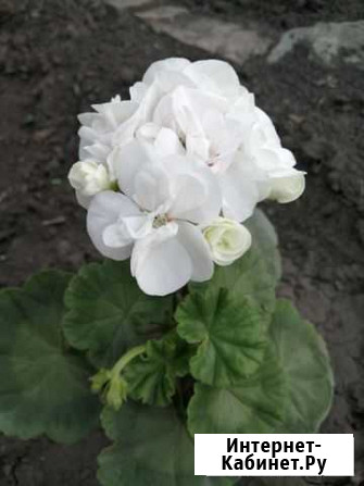 Герань Альбина Ульяновск - изображение 1