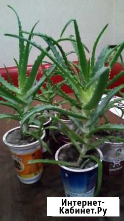 Алоэ Курск - изображение 1