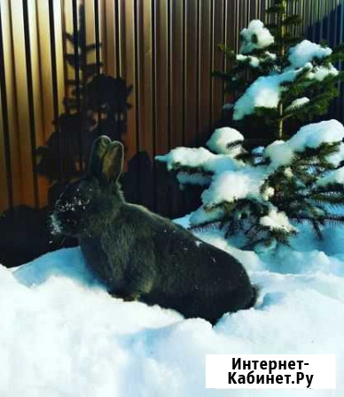 Кролики Венский голубой Салават - изображение 1