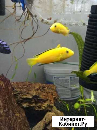 Лабидохррмис еллоу Воронеж - изображение 1