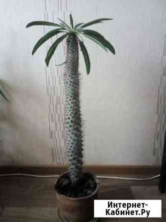 Пахиподиум кактус Омск