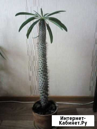 Пахиподиум кактус Омск - изображение 1