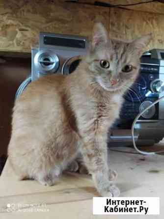 Кошка Казань