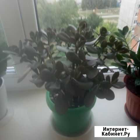 Каланхоэ Новочебоксарск - изображение 1