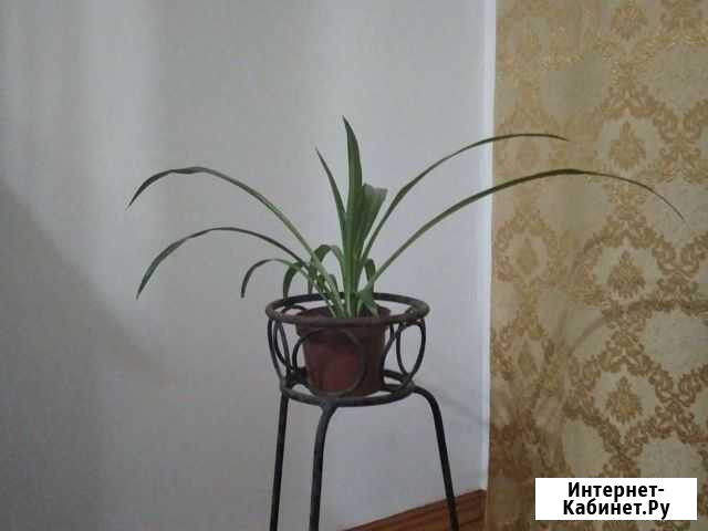 Хлорофитум Грозный - изображение 1