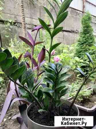 Замиокулькас Сочи