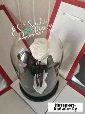 Роза в колбе белая Краснодар