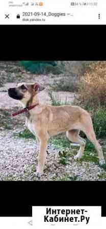 Щенок в добрые руки Севастополь