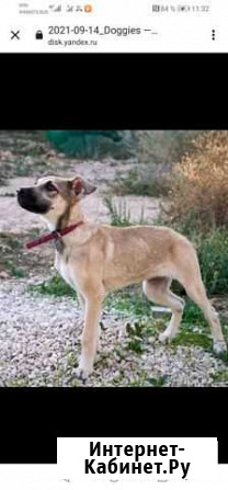 Щенок в добрые руки Севастополь - изображение 1