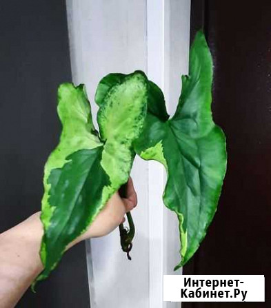 Комнатные цветы Россошь - изображение 1