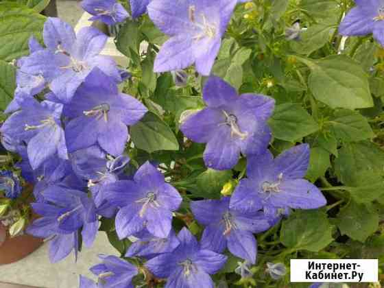 Кампанулла - жених и невеста Иркутск