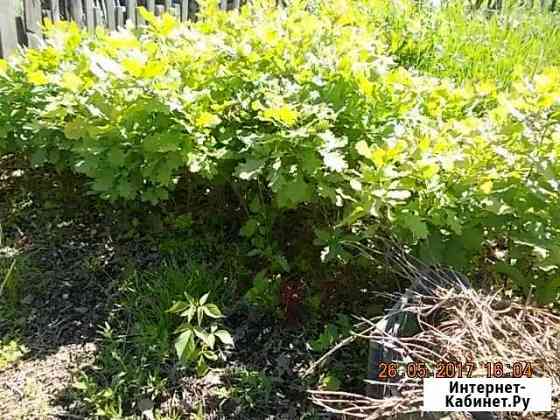 Саженцы дуба 1.4 метра 3-4 года Новосибирск