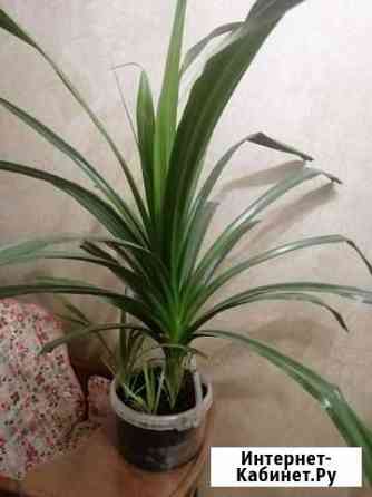 Панданус Самара