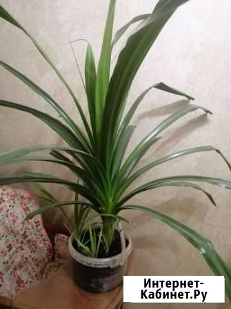 Панданус Самара - изображение 1