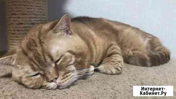 Британский кот на вязку Санкт-Петербург