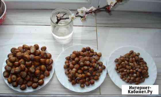 Саженцы Фундук Трапезунд орех Симферополь