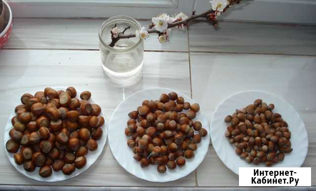 Саженцы Фундук Трапезунд орех Симферополь - изображение 1