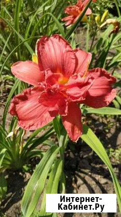 Лилейники Герани Курск - изображение 1