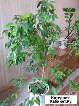 Фикус Краснодар