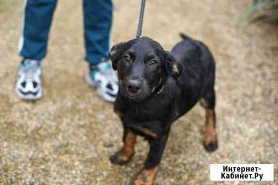 Красивый щеночек Краснодар