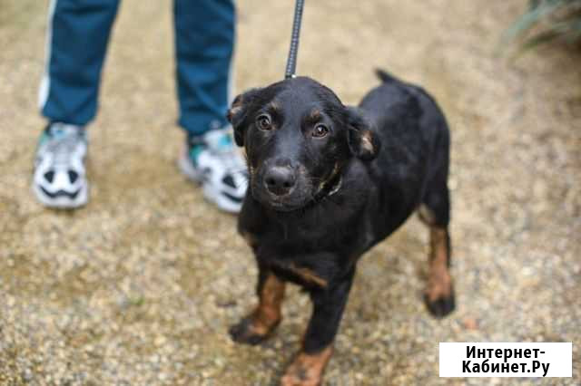 Красивый щеночек Краснодар - изображение 1