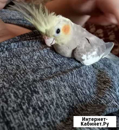 Попугай Каспийск - изображение 1