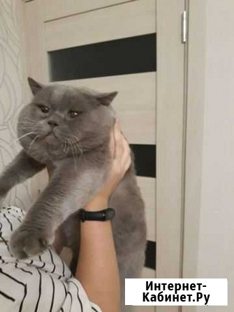 Вязка с крупным шотландцем Белгород - изображение 1