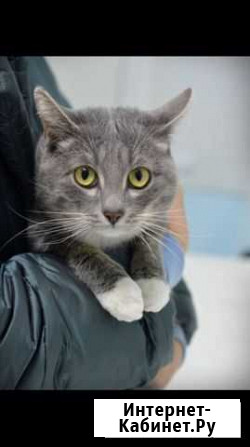 Котик бесплатно Муром - изображение 1