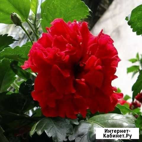 Гибискус (Китайская роза) Вологда - изображение 1