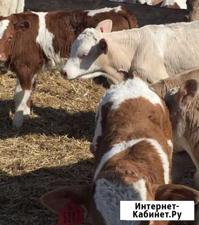 Породистые молодняки Летник - изображение 1