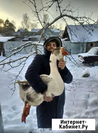 Гуси Холмогоры Санкт-Петербург - изображение 1