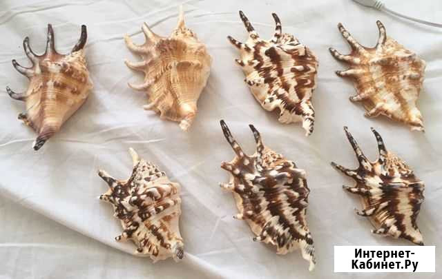 Ракушки поштучно Сочи - изображение 1