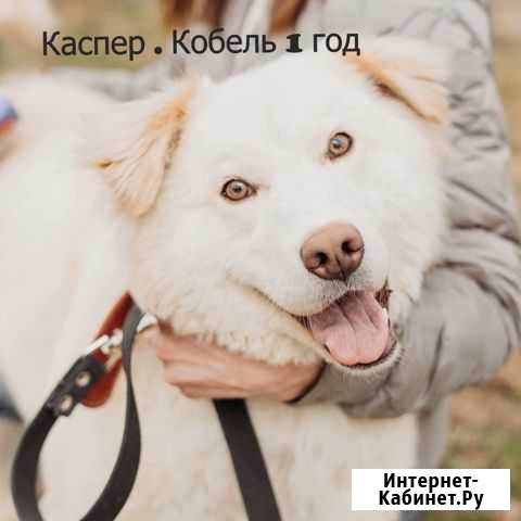 Собаки из приюта для бездомных животных Красноярск - изображение 1