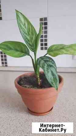 Диффенбахия Омск