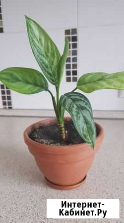 Диффенбахия Омск - изображение 1