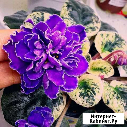 Фиалка фиолетовая махровая Псков - изображение 1