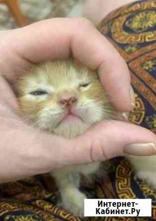 Котята в добрые руки Тамбов