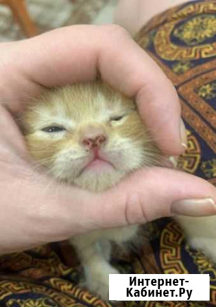 Котята в добрые руки Тамбов - изображение 1