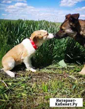 Собака Курск