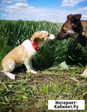 Собака Курск - изображение 1