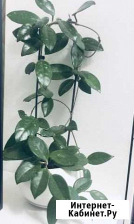 Хойя Омск - изображение 1