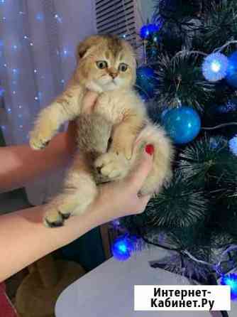 Шотландские золотые шиншиллы котята Старый Оскол