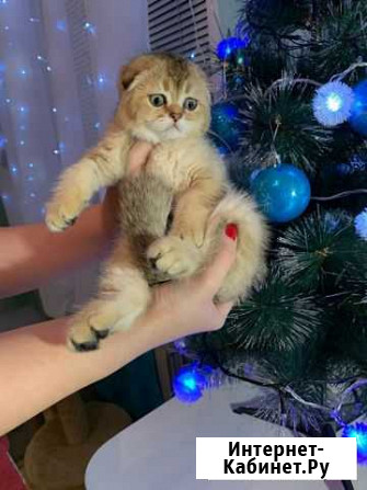 Шотландские золотые шиншиллы котята Старый Оскол - изображение 1